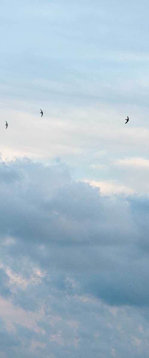 3 Swallows by Frankie Malone