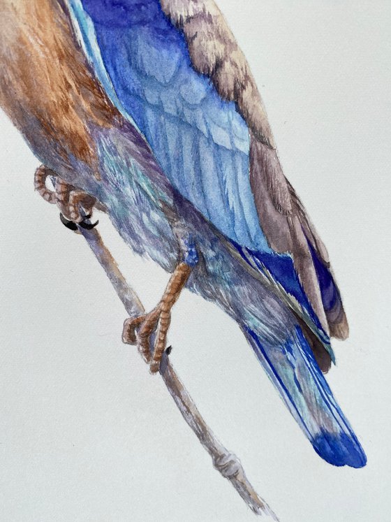 European Roller