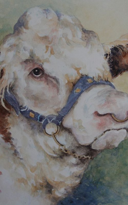 Grumpy old Hereford by Christopher Hughes
