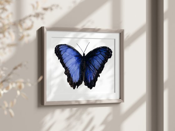 Blue Morpho Butterfly