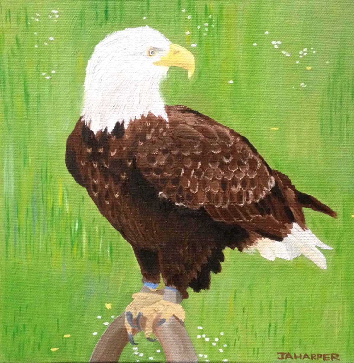 Photorealistic Animal Oil Painting By Jill Ann Harper, 10 X 10, Eagle, Original Artwork