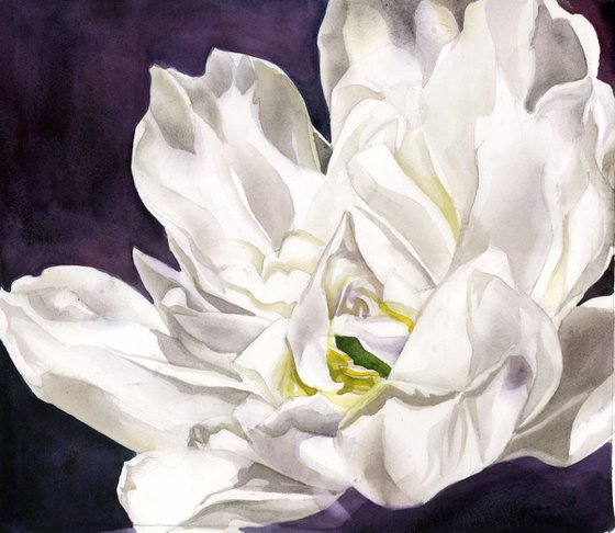 white French tulip watercolor