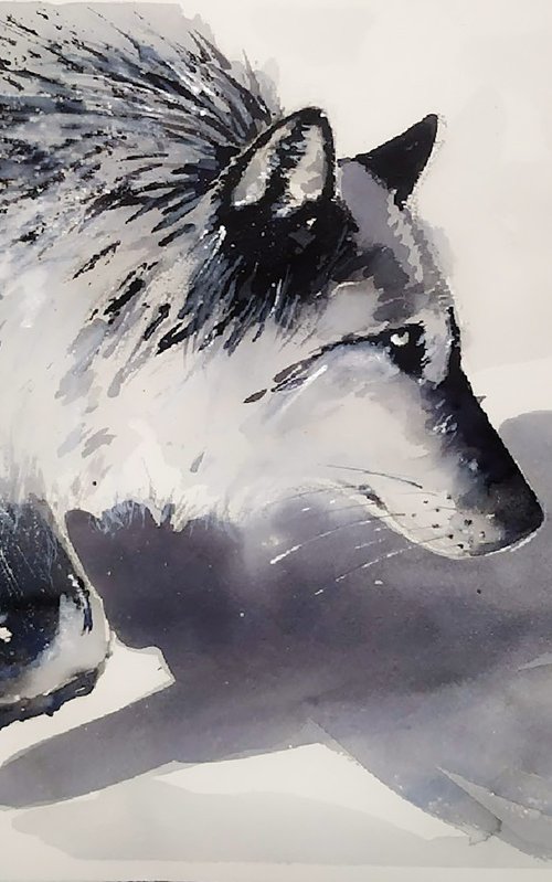 grey wolf by Flavio Furlan