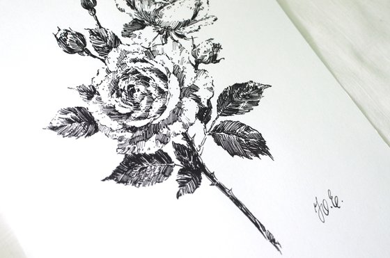 Novalis roses