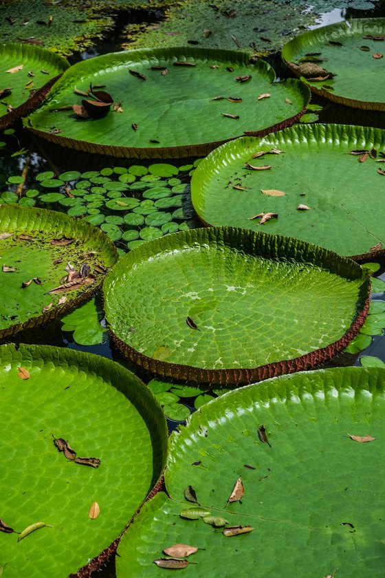 Vitoria regia