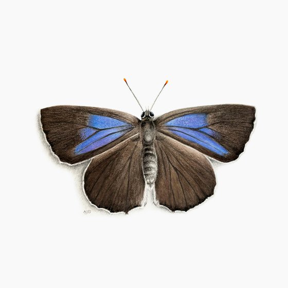 Purple Hairstreak Butterfly