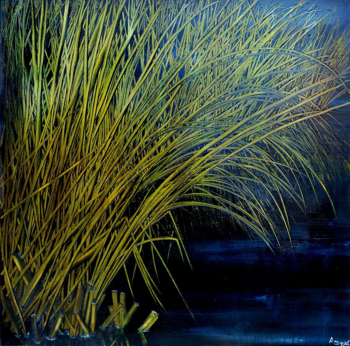 reeds by antonio maggio carluccio
