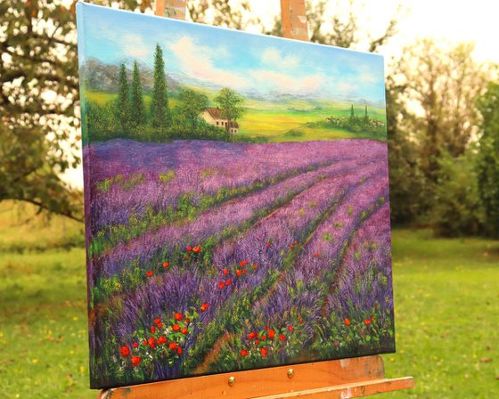 Lavender field  Provence