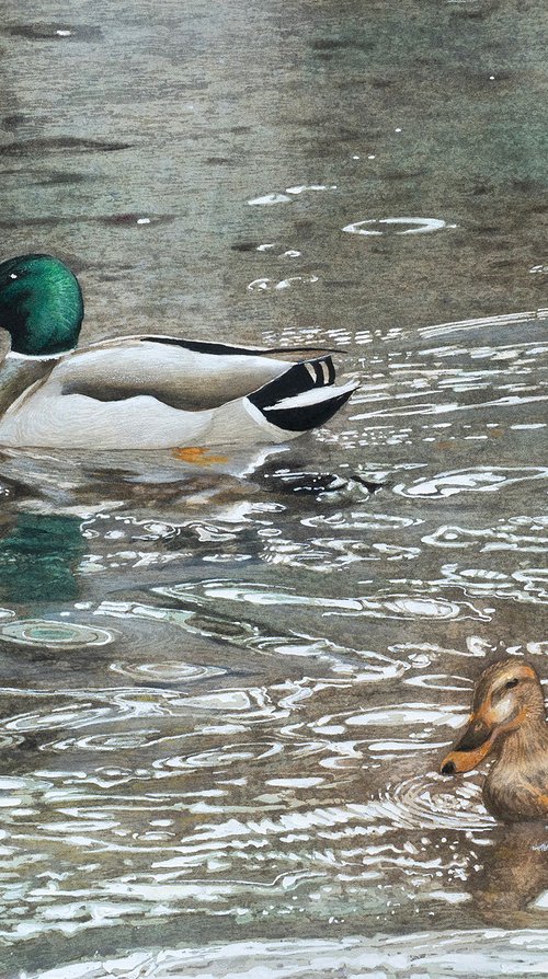 Mallard Pair Swimming on Rippling Water by Masato Watanabe