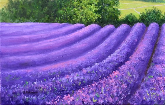 Lavender Season