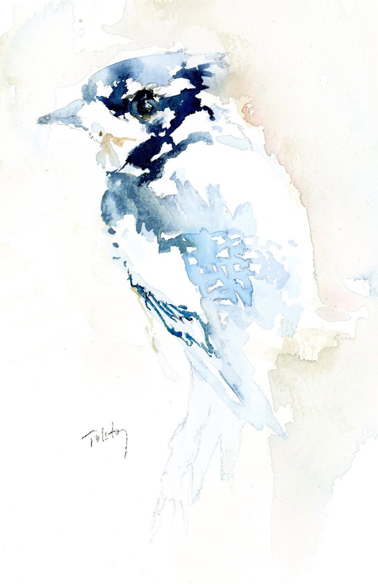 Blue Jay by Alex Tolstoy