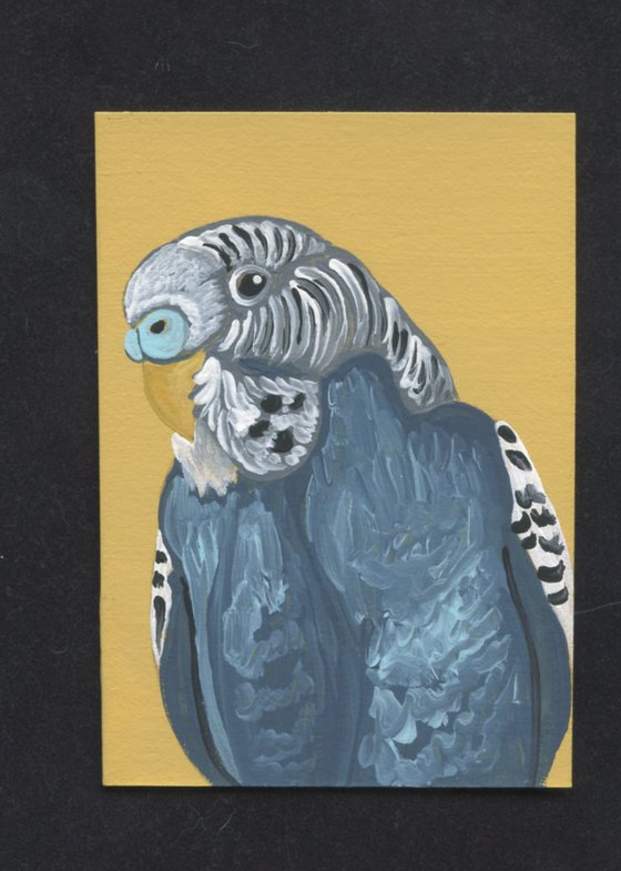 Blue Budgie Parakeet