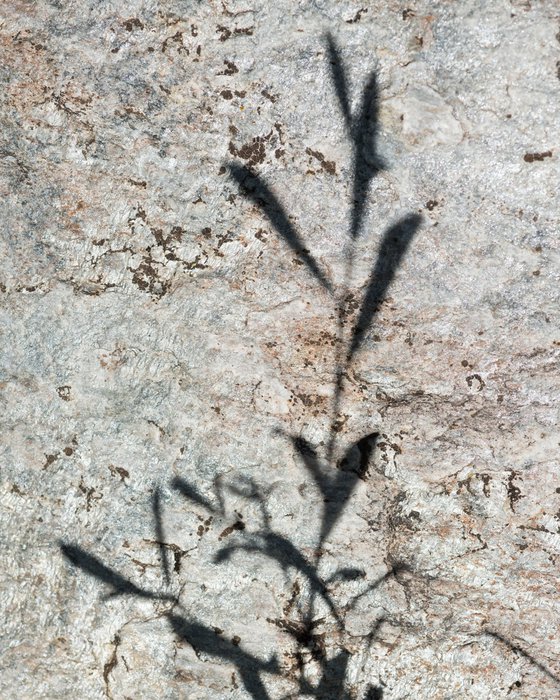 Shadows on the Stone 3