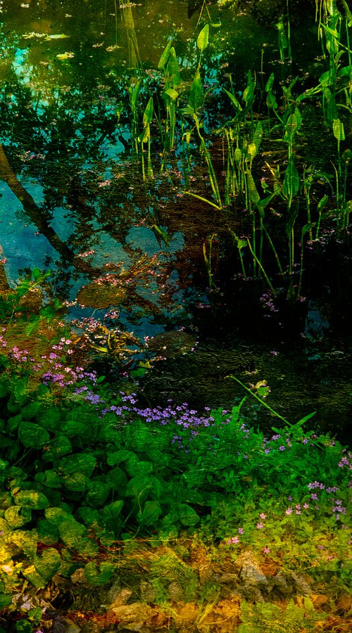 Monet garden by Viet Ha Tran