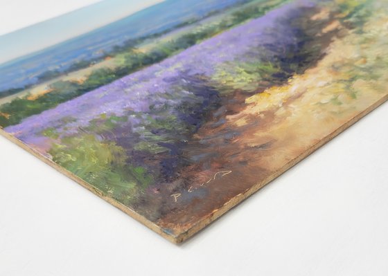 Lavender fields at Les Roméyères