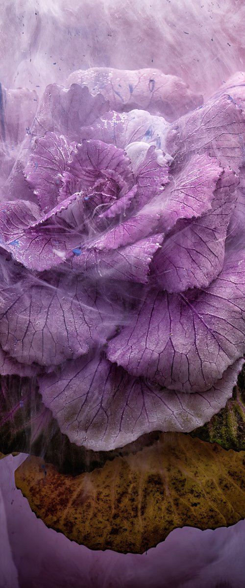 Purple Cabbage by Paul Nash