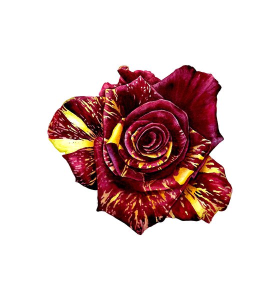 Rose Abracadabra Painting