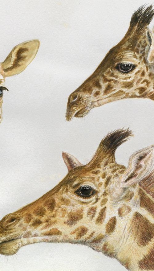 3 Giraffes by John Fleck
